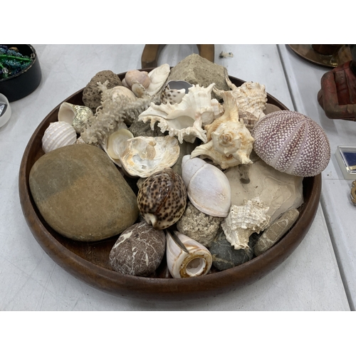 129 - A LARGE COLLECTION OF SHELLS AND PEBBLES