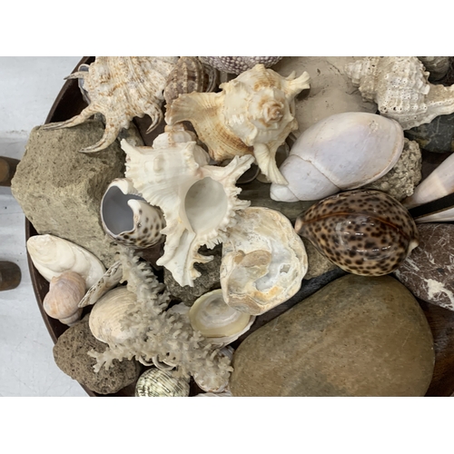 129 - A LARGE COLLECTION OF SHELLS AND PEBBLES