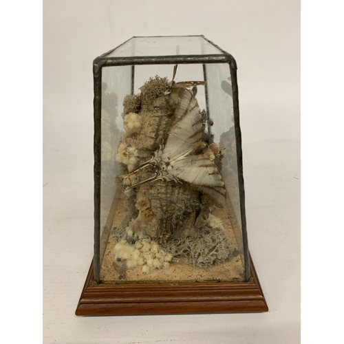 18A - A TAXIDERMY STUDY OF BUTTERFLIES ON A NATURAL WOOD AND MOSS BASE IN A GLASS CASE