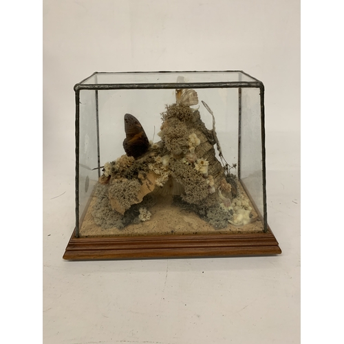18A - A TAXIDERMY STUDY OF BUTTERFLIES ON A NATURAL WOOD AND MOSS BASE IN A GLASS CASE