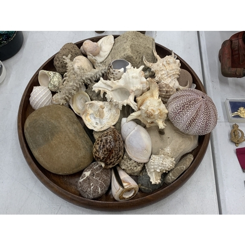 129 - A LARGE COLLECTION OF SHELLS AND PEBBLES