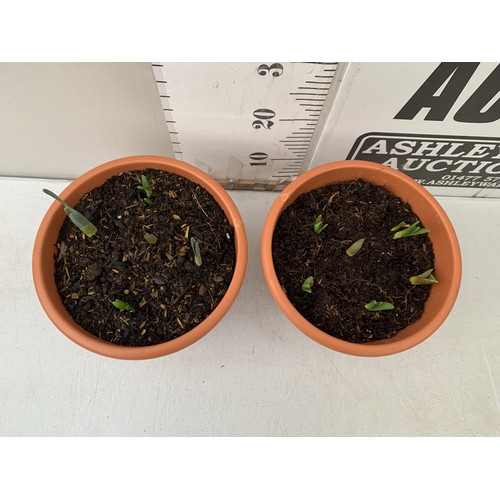 21 - TWO PLANTERS CONTAINING MIXED SPRING BULBS TO INCLUDE DAFFODILS, TULIPS AND CROCUS ETC. PLANTERS MEA... 