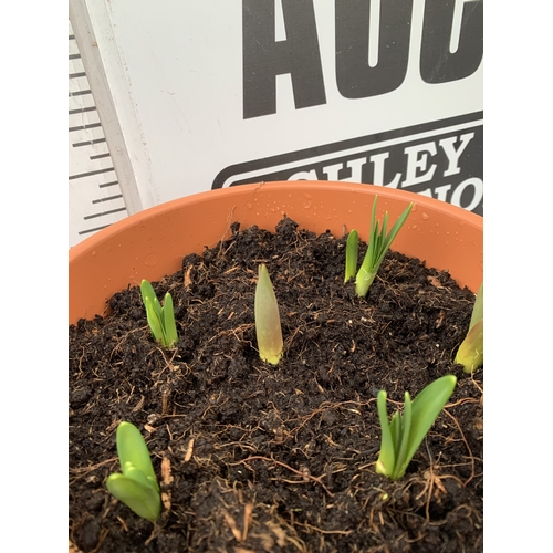 21 - TWO PLANTERS CONTAINING MIXED SPRING BULBS TO INCLUDE DAFFODILS, TULIPS AND CROCUS ETC. PLANTERS MEA... 