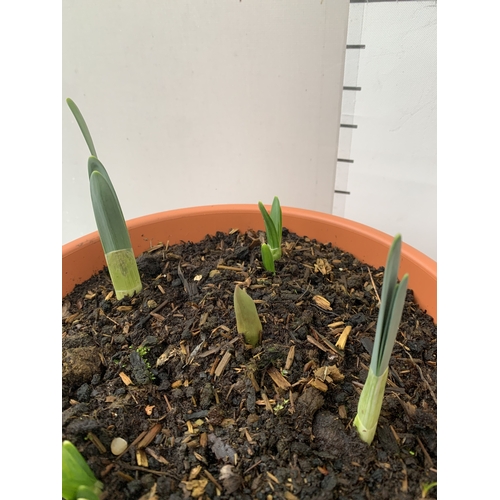 21 - TWO PLANTERS CONTAINING MIXED SPRING BULBS TO INCLUDE DAFFODILS, TULIPS AND CROCUS ETC. PLANTERS MEA... 