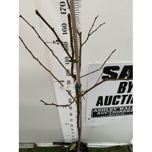 83 - ONE ROBINIA PSEUDOACACIA 'FRISIA' OR FALSE ACACIA IN A 12 LTR POT. STUNNING YELLOW FOLIAGE FROM SPRI... 