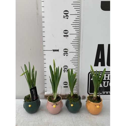 62 - FOUR 'TWEETY PIE' EASTER CHICK COLOURED CERAMIC POTS WITH NARCISSUS TETE A TETE SPRING BULBS. TO BE ... 