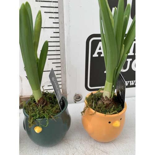 62 - FOUR 'TWEETY PIE' EASTER CHICK COLOURED CERAMIC POTS WITH NARCISSUS TETE A TETE SPRING BULBS. TO BE ... 