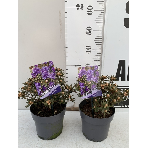 TWO DWARF RHODODENDRON 'AZURIKA' IN 2 LTR POTS. APPROX 20-30CM TALL, TO ...