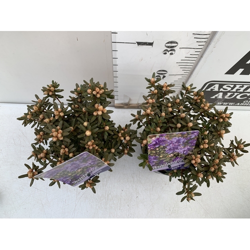 TWO DWARF RHODODENDRON 'AZURIKA' IN 2 LTR POTS. APPROX 20-30CM TALL, TO ...