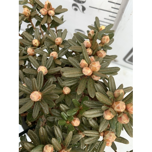 TWO DWARF RHODODENDRON 'AZURIKA' IN 2 LTR POTS. APPROX 20-30CM TALL, TO ...