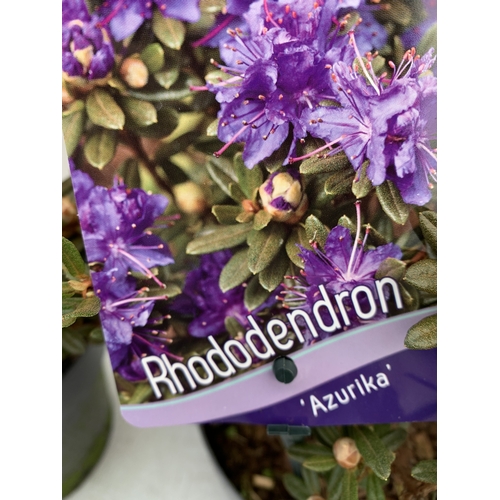 TWO DWARF RHODODENDRON 'AZURIKA' IN 2 LTR POTS. APPROX 20-30CM TALL, TO ...