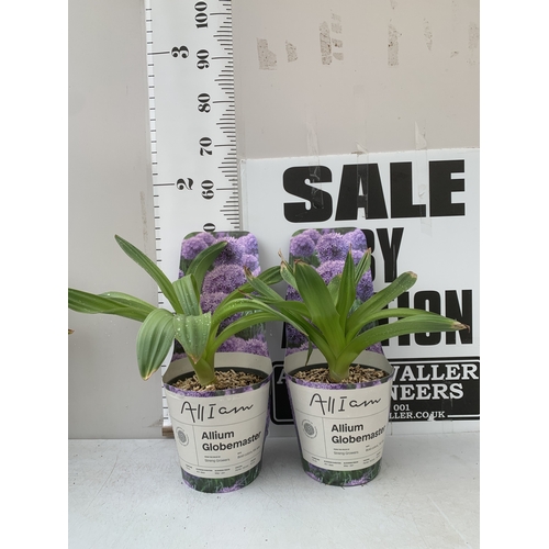 Lot 24        