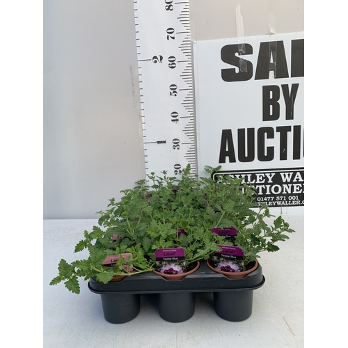 Lot 16        