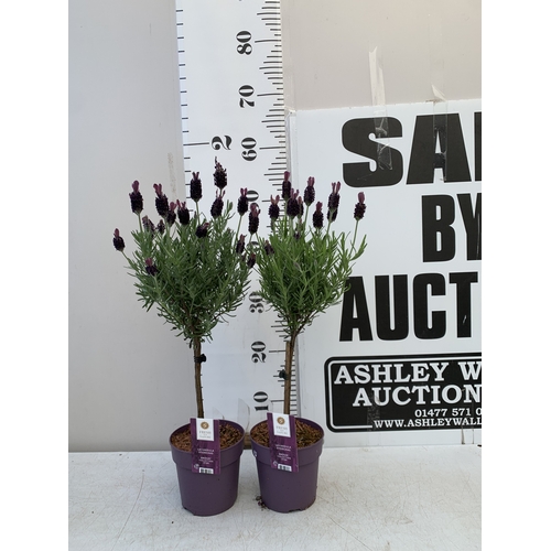 Lot 21        