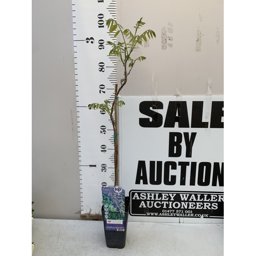 Lot 25        