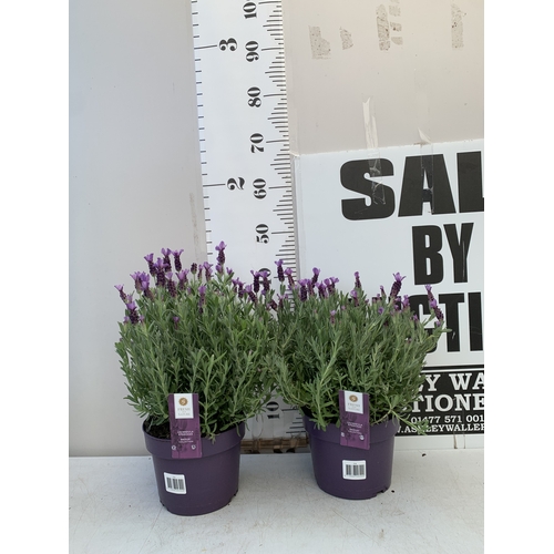 Lot 51        