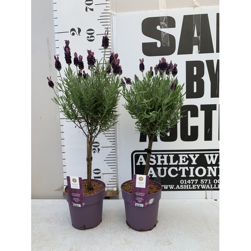 Lot 53        