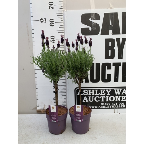 Lot 54        