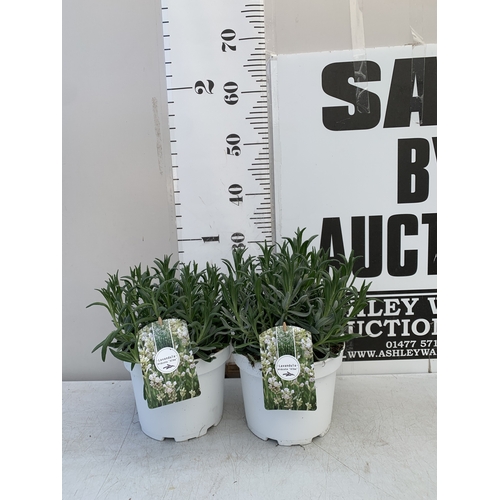 Lot 55        