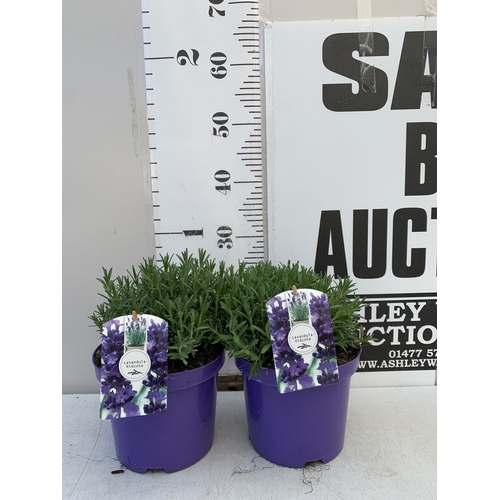 Lot 58        