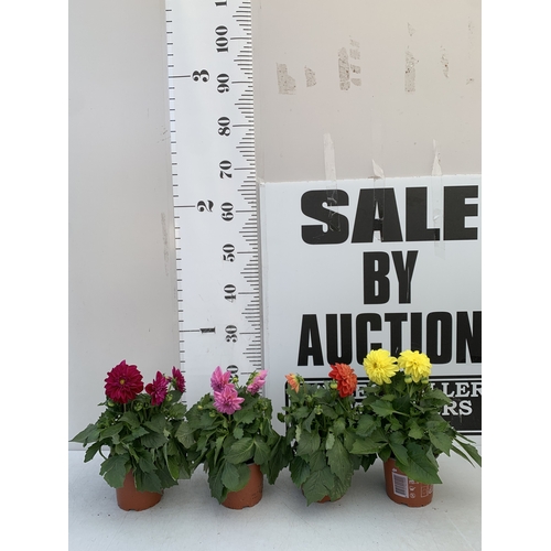 Lot 10        