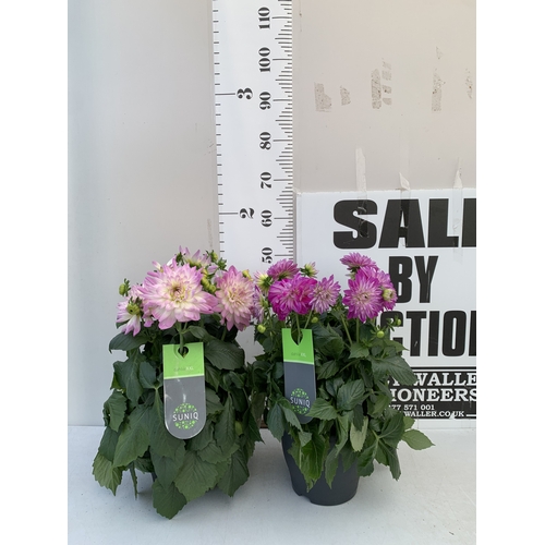 Lot 22        