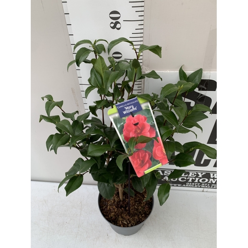 ONE LARGE CAMELLIA JAPONICA RED 'MARY WILLIAMS' IN A 5 LTR POT. APPROX 80CM  TALL