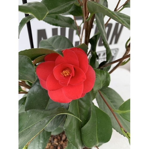 ONE LARGE CAMELLIA JAPONICA RED 'MARY WILLIAMS' IN A 5 LTR POT. APPROX 80CM  TALL