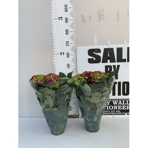 Lot 5         