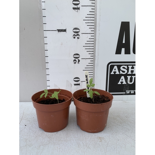 Lot 50        