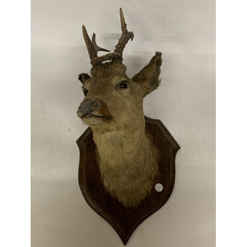 Lot 20        
