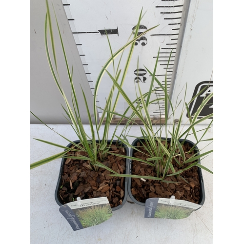 196 - TWO ORNAMENTAL GRASSES CALAMAGROSTIS 'OVERDAM' IN SQUARE 2 LTR POTS. APPROX 40-50CM TALL, TO BE SOLD... 