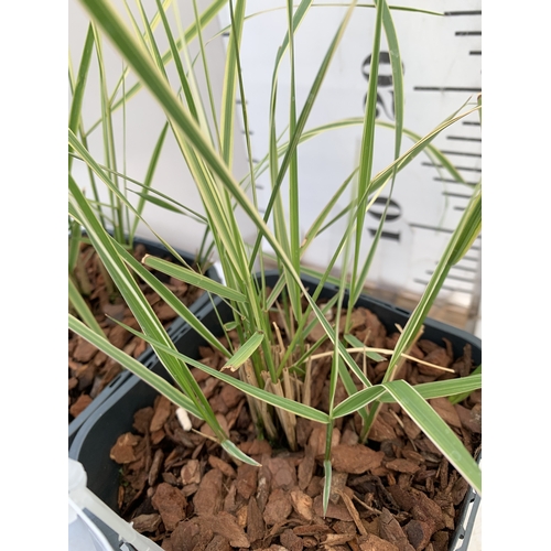 196 - TWO ORNAMENTAL GRASSES CALAMAGROSTIS 'OVERDAM' IN SQUARE 2 LTR POTS. APPROX 40-50CM TALL, TO BE SOLD... 