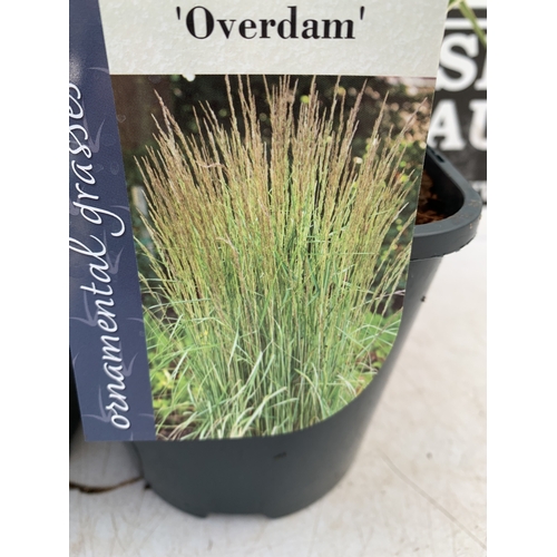 196 - TWO ORNAMENTAL GRASSES CALAMAGROSTIS 'OVERDAM' IN SQUARE 2 LTR POTS. APPROX 40-50CM TALL, TO BE SOLD... 