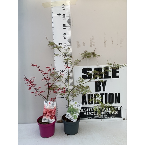 162 - TWO ACER PALMATUMS - ONE 'BENI-MAKO' AND ONE 'SEIRYU' IN 3 LTR POTS. APPROX 70-100CM TALL, TO BE SOL... 