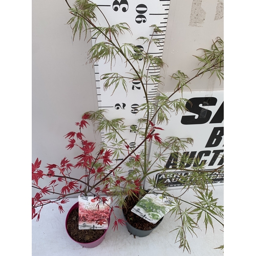 162 - TWO ACER PALMATUMS - ONE 'BENI-MAKO' AND ONE 'SEIRYU' IN 3 LTR POTS. APPROX 70-100CM TALL, TO BE SOL... 