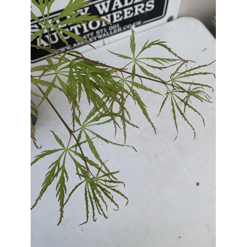 162 - TWO ACER PALMATUMS - ONE 'BENI-MAKO' AND ONE 'SEIRYU' IN 3 LTR POTS. APPROX 70-100CM TALL, TO BE SOL... 