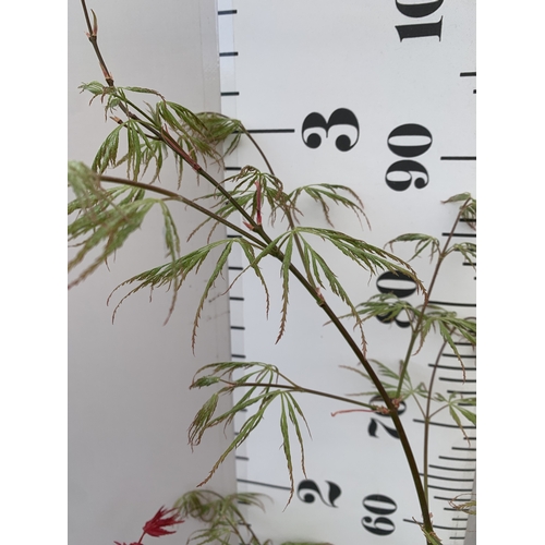 162 - TWO ACER PALMATUMS - ONE 'BENI-MAKO' AND ONE 'SEIRYU' IN 3 LTR POTS. APPROX 70-100CM TALL, TO BE SOL... 
