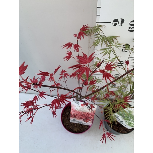 162 - TWO ACER PALMATUMS - ONE 'BENI-MAKO' AND ONE 'SEIRYU' IN 3 LTR POTS. APPROX 70-100CM TALL, TO BE SOL... 