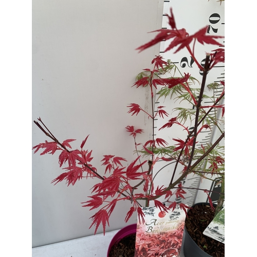 162 - TWO ACER PALMATUMS - ONE 'BENI-MAKO' AND ONE 'SEIRYU' IN 3 LTR POTS. APPROX 70-100CM TALL, TO BE SOL... 