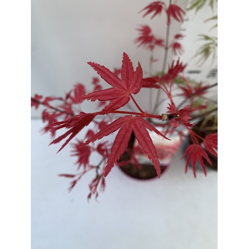 162 - TWO ACER PALMATUMS - ONE 'BENI-MAKO' AND ONE 'SEIRYU' IN 3 LTR POTS. APPROX 70-100CM TALL, TO BE SOL... 