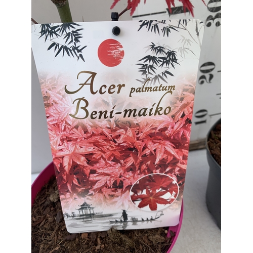 162 - TWO ACER PALMATUMS - ONE 'BENI-MAKO' AND ONE 'SEIRYU' IN 3 LTR POTS. APPROX 70-100CM TALL, TO BE SOL... 