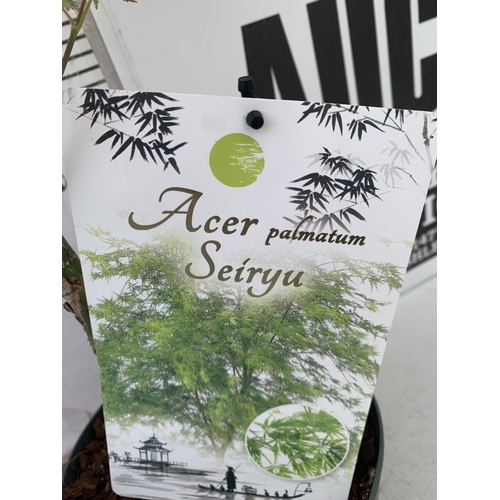 162 - TWO ACER PALMATUMS - ONE 'BENI-MAKO' AND ONE 'SEIRYU' IN 3 LTR POTS. APPROX 70-100CM TALL, TO BE SOL... 
