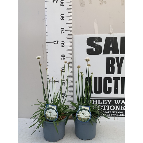 121 - TWO ARMERIA PSEUDARMERIA 'BALLERINA WHITE' IN 2 LTR POTS. APPROX 40-50CM TALL, TO BE SOLD FOR THE TW... 