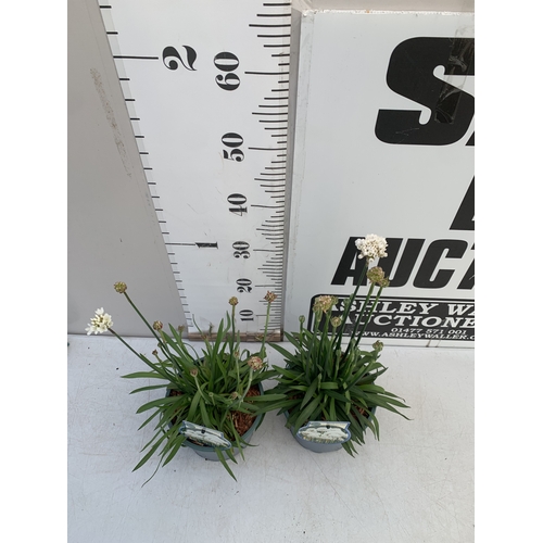 121 - TWO ARMERIA PSEUDARMERIA 'BALLERINA WHITE' IN 2 LTR POTS. APPROX 40-50CM TALL, TO BE SOLD FOR THE TW... 