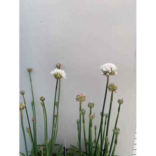 121 - TWO ARMERIA PSEUDARMERIA 'BALLERINA WHITE' IN 2 LTR POTS. APPROX 40-50CM TALL, TO BE SOLD FOR THE TW... 