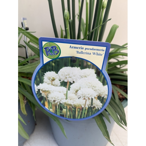 121 - TWO ARMERIA PSEUDARMERIA 'BALLERINA WHITE' IN 2 LTR POTS. APPROX 40-50CM TALL, TO BE SOLD FOR THE TW... 