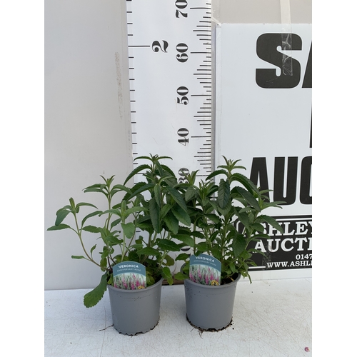 122 - TWO VERONICA 'ANNIVERSARY ROSE' IN 1 LTR POTS. APPROX 30-40CM TALL, TO BE SOLD FOR THE TWO