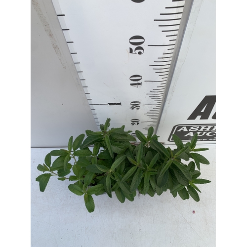 122 - TWO VERONICA 'ANNIVERSARY ROSE' IN 1 LTR POTS. APPROX 30-40CM TALL, TO BE SOLD FOR THE TWO