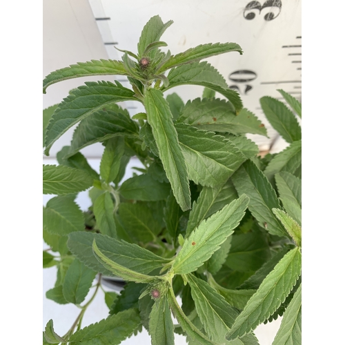 122 - TWO VERONICA 'ANNIVERSARY ROSE' IN 1 LTR POTS. APPROX 30-40CM TALL, TO BE SOLD FOR THE TWO